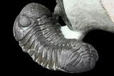 Stunning Hollardops & Barrandeops Trilobite Association #80317-4